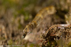 BD-140323-Dumaguete-3192-Trachyrhampus-bicoarctatus-(Bleeker.-1857)-[Double-ended-pipefish].jpg
